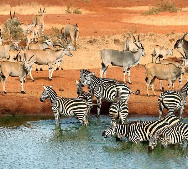 Mombasa to Tsavo East and Tsavo West safari