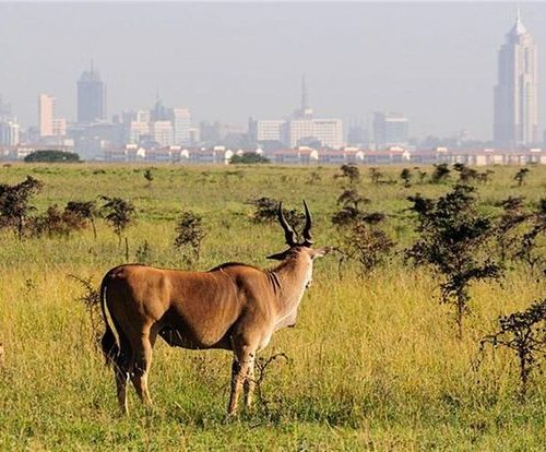 Nairobi National Park and Karen attractions full day tour