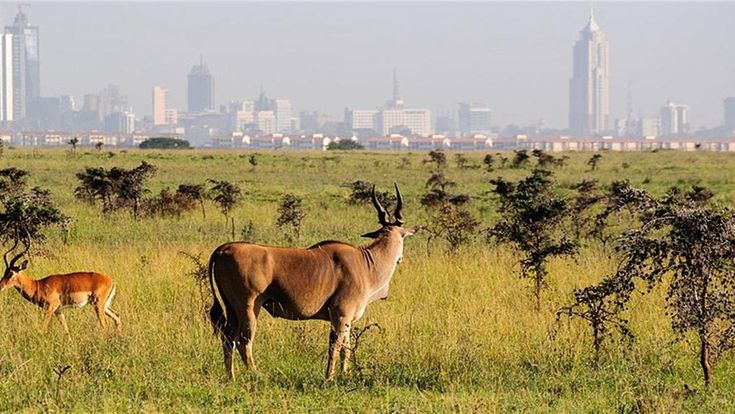 Nairobi National Park and Karen attractions full day tour