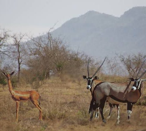 Nairobi to Amboseli Tsavo East and Diani safari package
