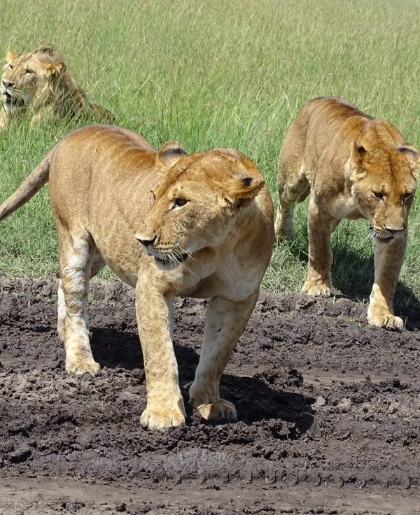 Nairobi to Amboseli and Tsavo West 4 day safari