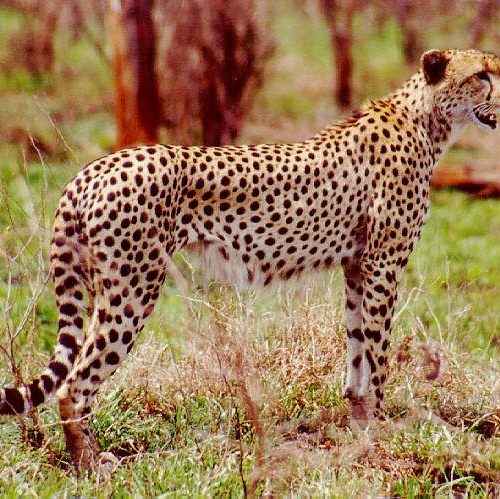 Nairobi to Masai Mara 3 day wildlife safari