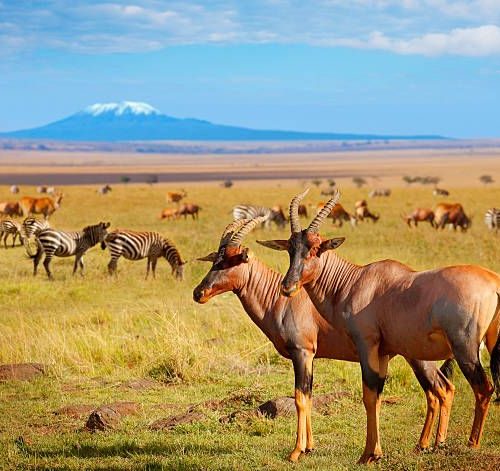 Nairobi to Masai Mara Lake Naivasha and Amboseli safari package