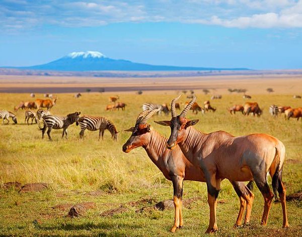 Nairobi to Masai Mara Lake Naivasha and Amboseli safari package