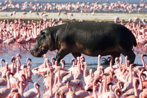 Nairobi to Masai Mara and Lake Nakuru 4 day safari