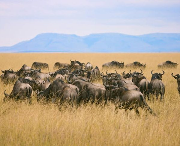 Nairobi to Masai Mara wildebeest migration tour package