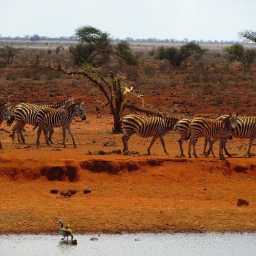Ngutuni overnight safari from Mombasa