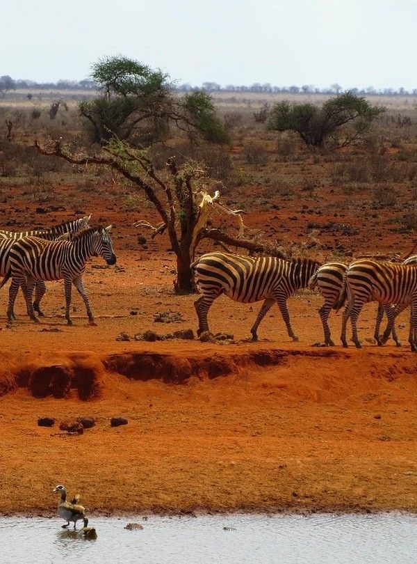 Ngutuni overnight safari from Mombasa