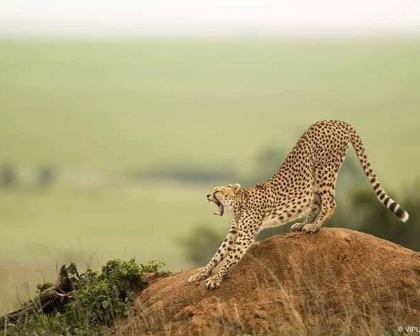 Samburu Aberdare Nakuru Naivasha Masai Mara safari