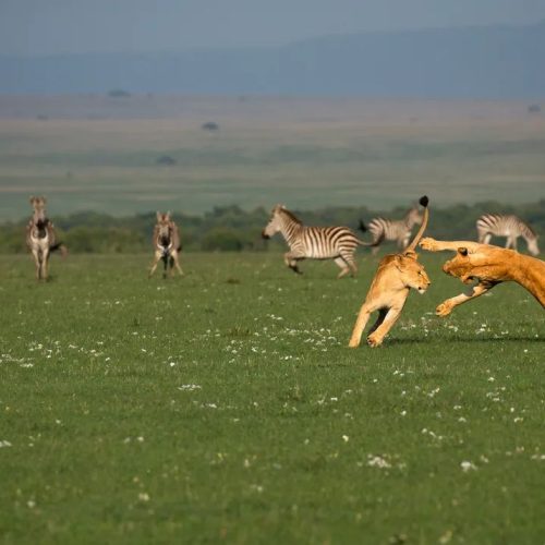 Tsavo East and Tsavo West safari package from Mombasa