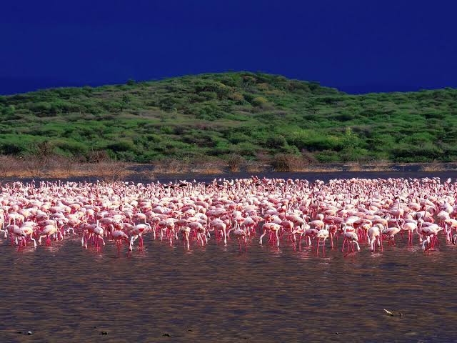 Lake Bogoria National Reserve Kenya safari destination