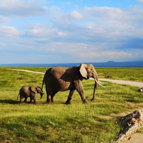 private Nairobi to Masai Mara and Amboseli safari