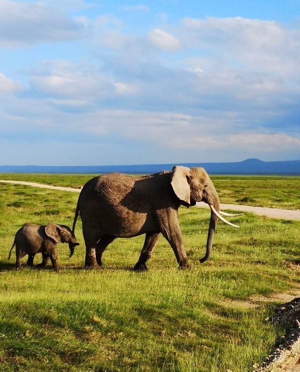 private Nairobi to Masai Mara and Amboseli safari