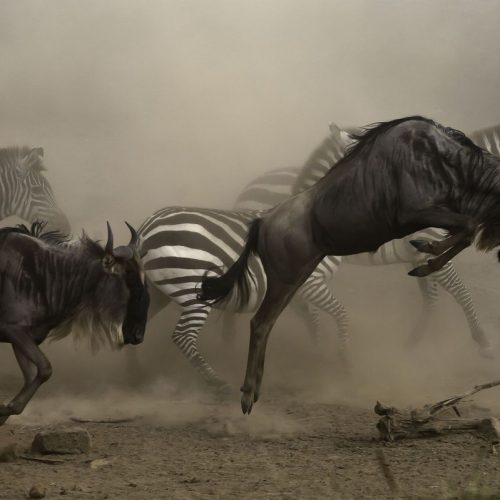 short Masai Mara safari package from Nairobi
