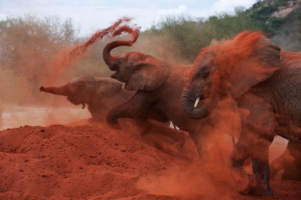 2 Day Tsavo East Safari From Mombasa