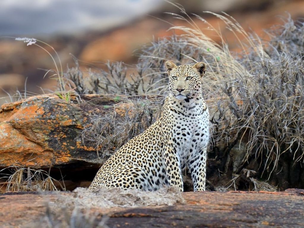 Kenya safari tours and adventures