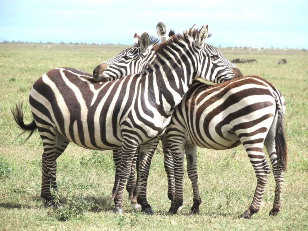 3 Day Amboseli and Tsavo East Safari From Diani Beach