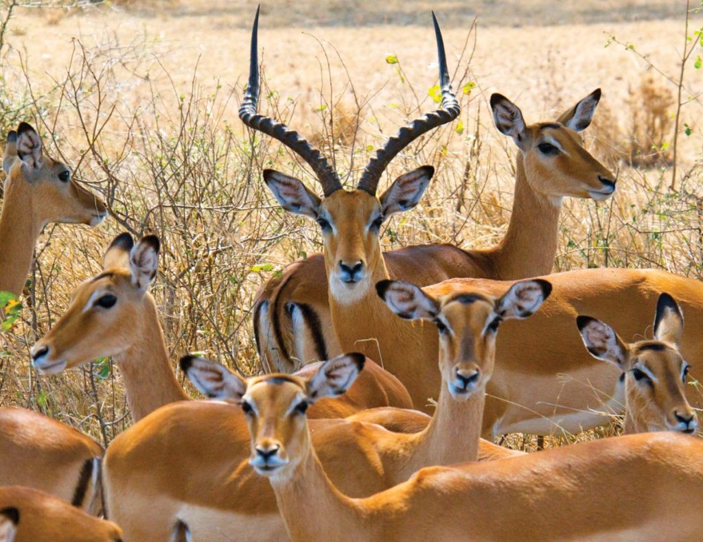 3 Day Masai Mara Safari From Nairobi