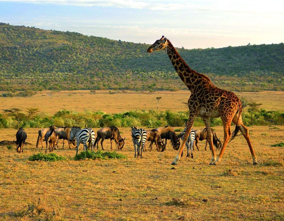 Kenya safari scenery