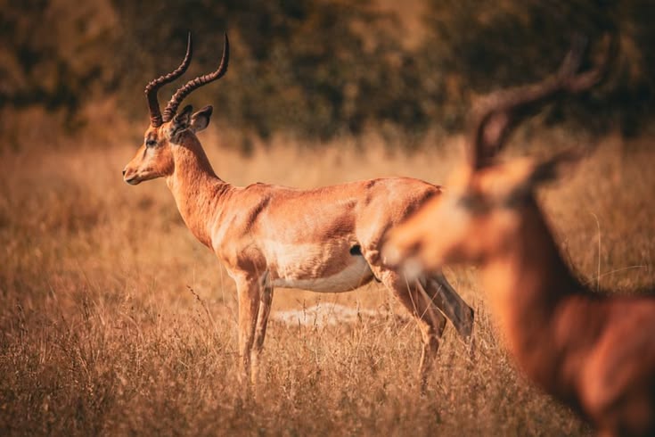 3 Day Tsavo East and Taita Hills Safari From Diani Beach