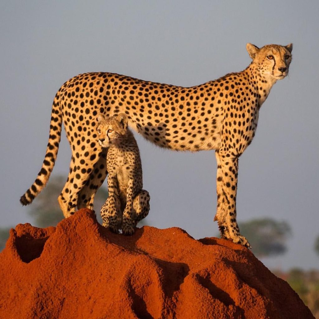 3 day wildlife safari from Diani to Tsavo and Taita Hills