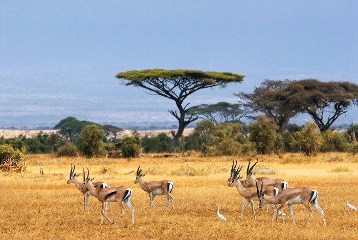 Half Day Nairobi National Park Safari From Nairobi