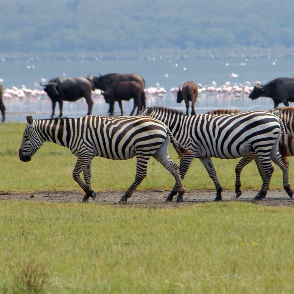 Masai Mara safari scenery