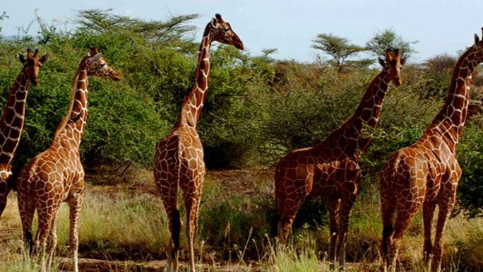 4 Day Tsavo East, Amboseli and Taita Hills Safari From Diani Beach
