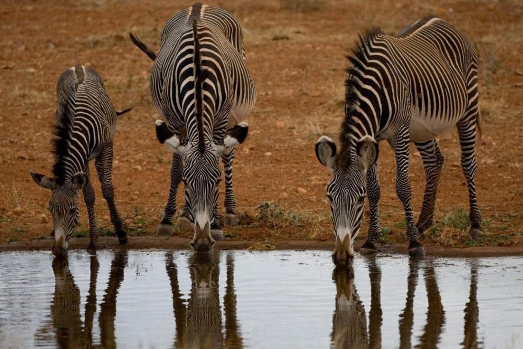 3 Day Tsavo East and Taita Hills Safari From Mombasa