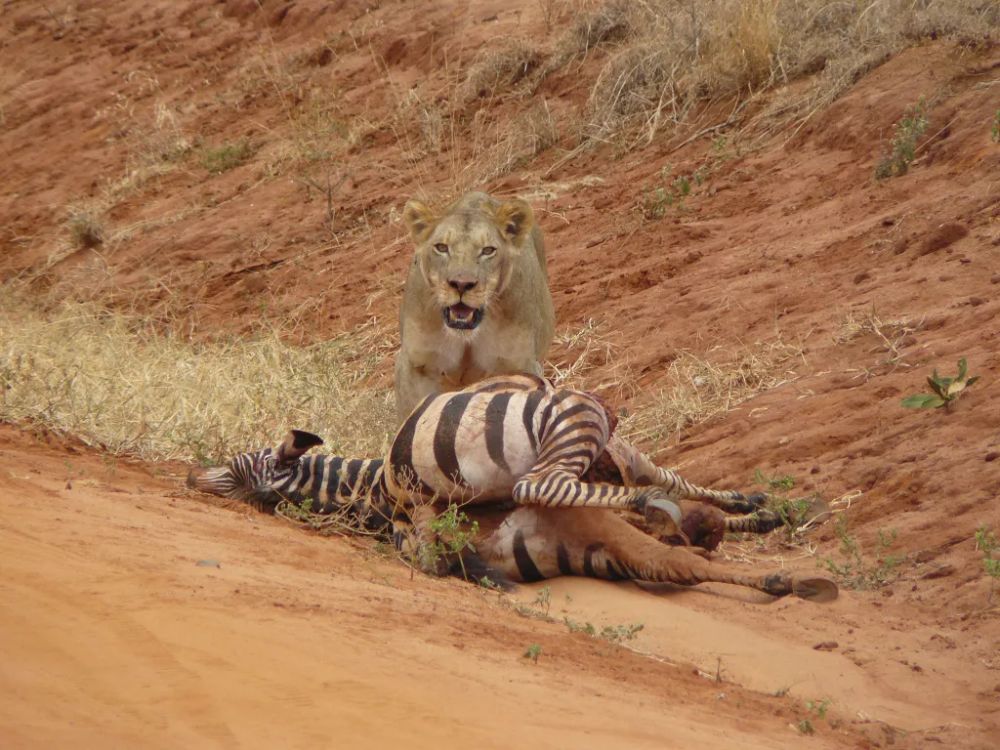 5 Day Private Tsavo East, Amboseli and Tsavo West Safari From Mombasa