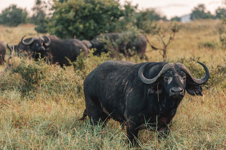 4 Day Tsavo West, Amboseli and Taita Hills Safari From Mombasa