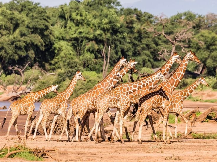 6 Day Diani Beach to Amboseli, Lake Nakuru and Masai Mara Safari