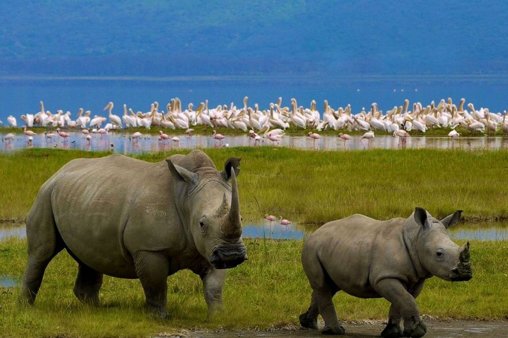 6 Day Diani Beach to Amboseli, Lake Nakuru and Masai Mara Safari