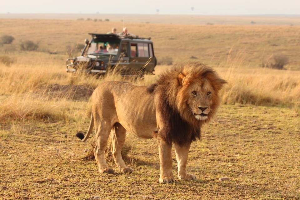 5 Day Masai Mara, Lake Naivasha & Amboseli Safari From Nairobi