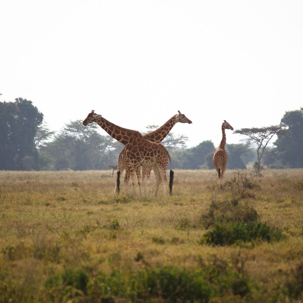 Lake Naivasha safari scenery