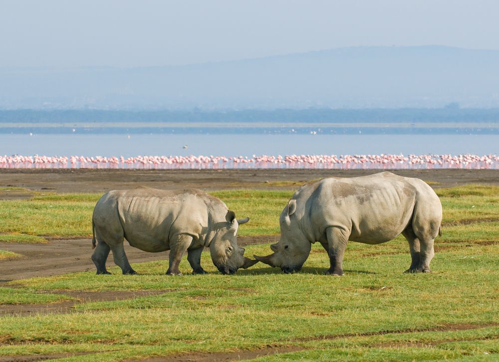 7 Day Kenya Explorer Safari From Nairobi – Amboseli, Naivasha, Nakuru & Masai Mara