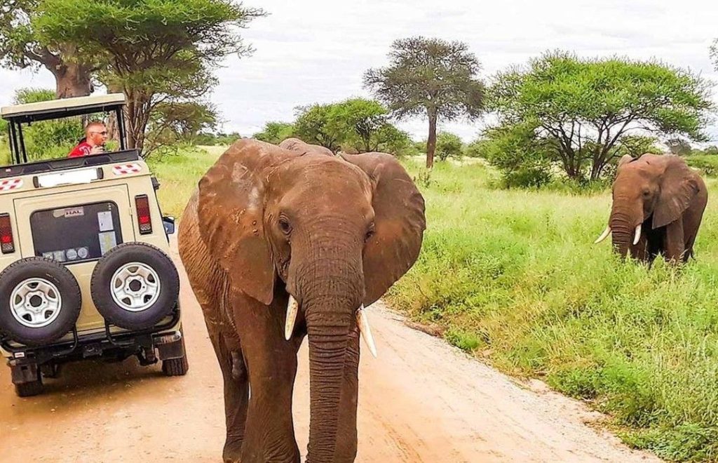 Diani Beach to Tsavo East Amboseli and Taita Hills safari