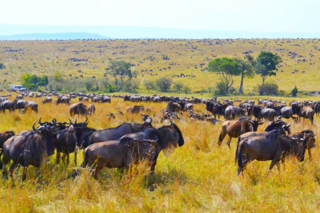 Kenya safari scenery