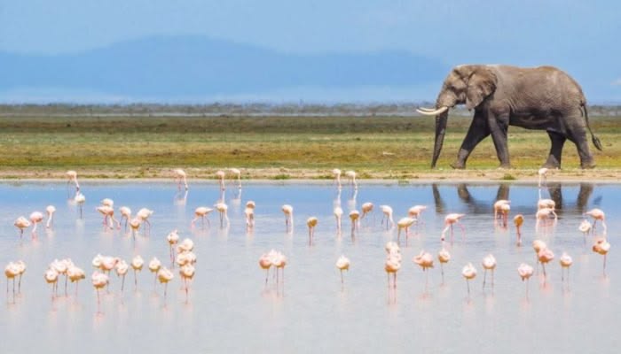 7 Day Private Kenya Safari From Nairobi – Amboseli, Naivasha, Nakuru and Masai Mara
