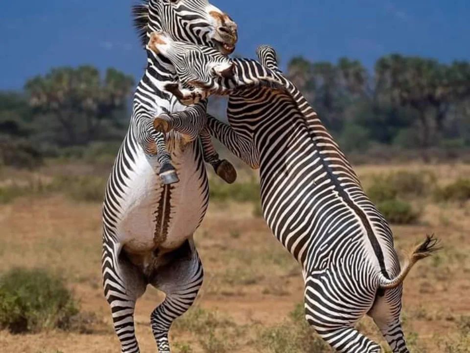 5 Day Samburu, Ol Pejeta and Lake Nakuru Safari From Nairobi