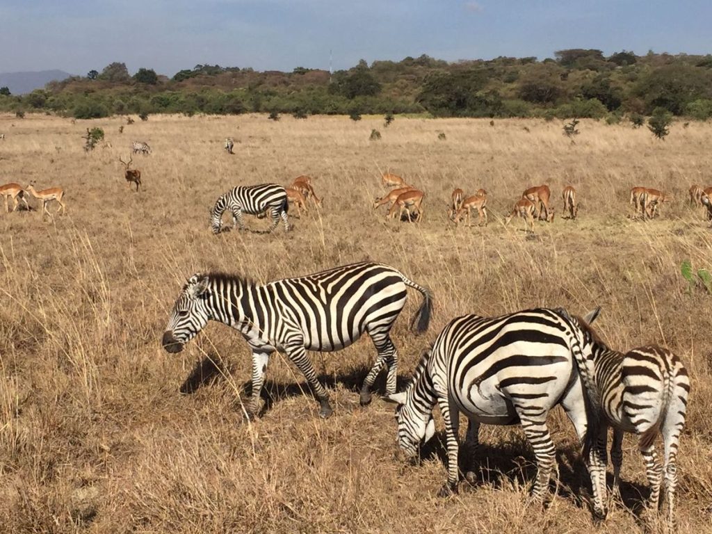Diani Beach to Tsavo East Amboseli and Tsavo West safari