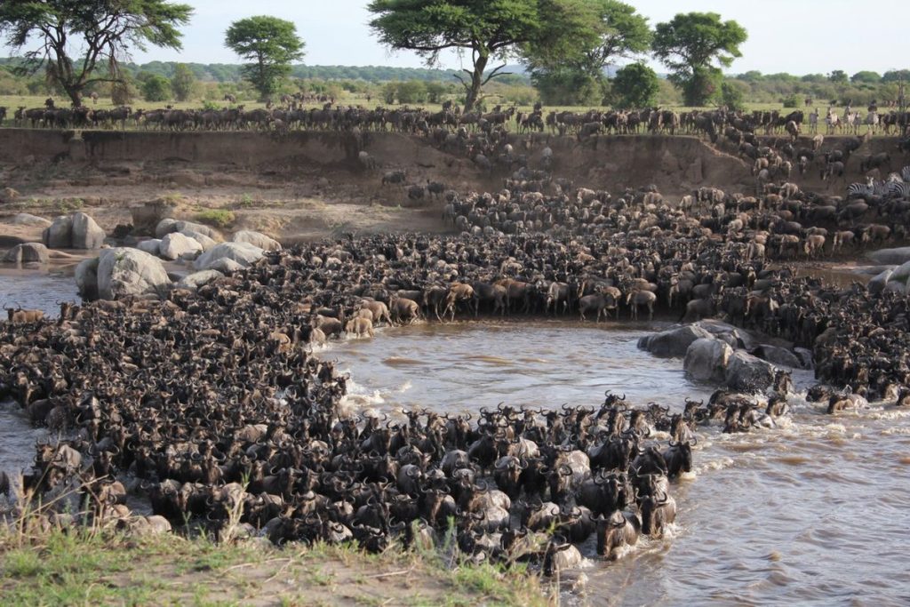 7 Day Private Kenya Safari From Nairobi – Amboseli, Naivasha, Nakuru and Masai Mara