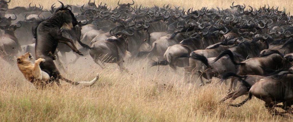 Masai Mara safari planning