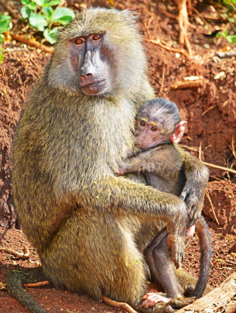Tsavo East & Tsavo West Safari 3 Days Tsavo East and Tsavo West Safari
