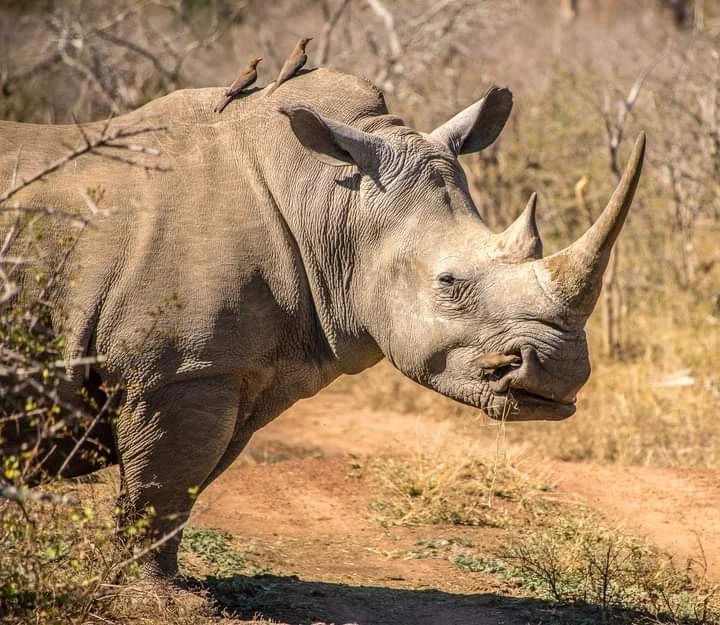 9 Day Northern Kenya and Masai Mara Safari From Nairobi