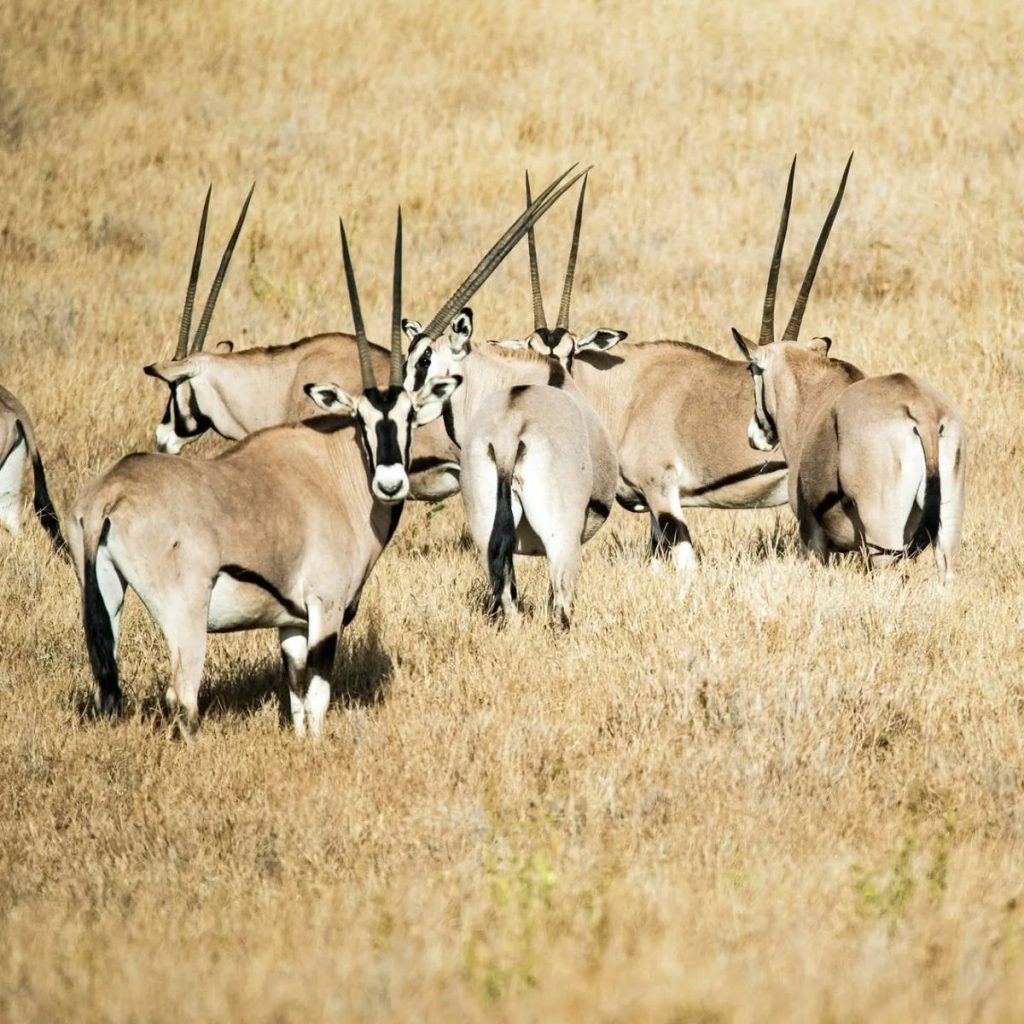 Samburu safari landscape