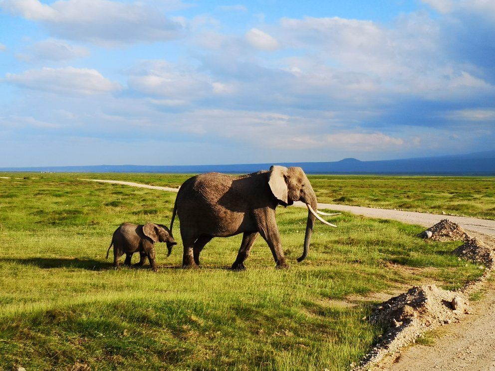 Kenya safari landscape