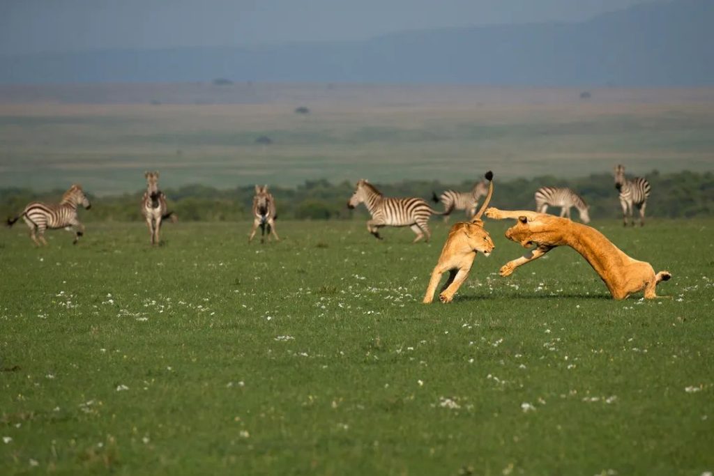 3 Day Tsavo East and Tsavo West Safari From Mombasa
