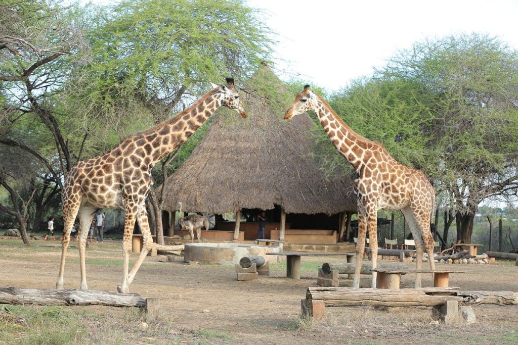 Affordable Tsavo East and West Safaris