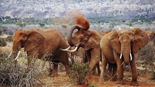 Tsavo East  Tsavo West Safari